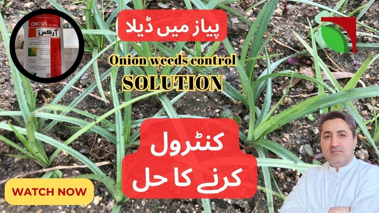 Best herbicides for sedges control, پیاز میں ڈیلا کنٹرول کرنے کا حل 