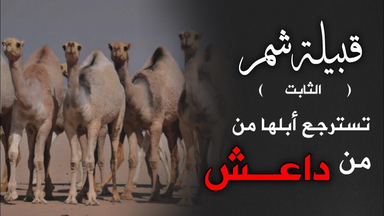 شمر  العراق ترجع ابلها رمحات من | داعش 🔥 -جزيرة شمر