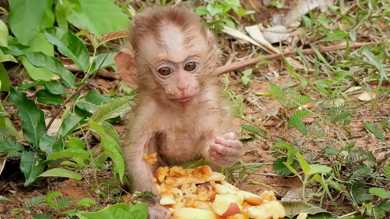 The little monkey is currently picking out food to eat and he is attacked by a swarm of ants.