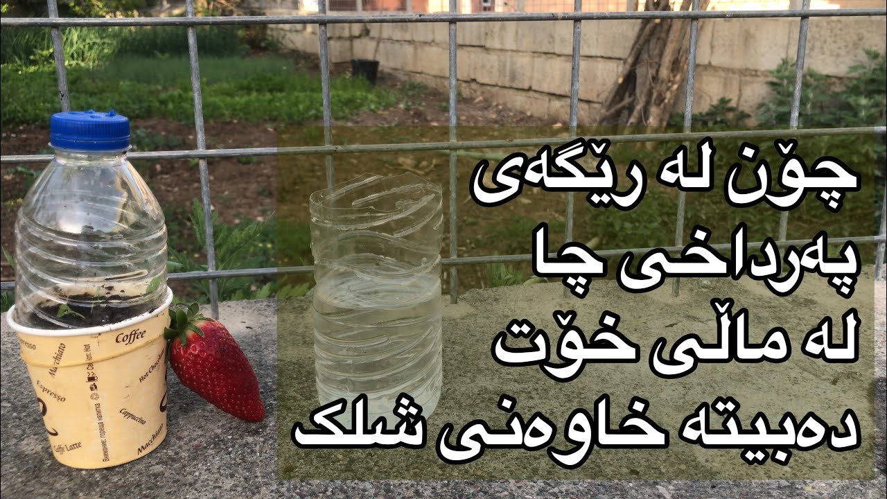 لە رێگەی پەرداخی چا لەماڵی خۆت ببە خاوەنی شلک .فراوله#agriculture #strawberry