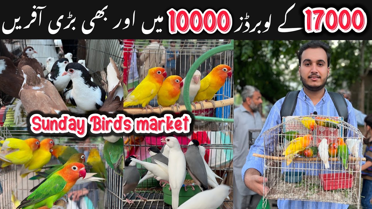 Sunday birds market Rawalpindi || Khanna pull birds market Rawalpindi #sundaybirdsmarket