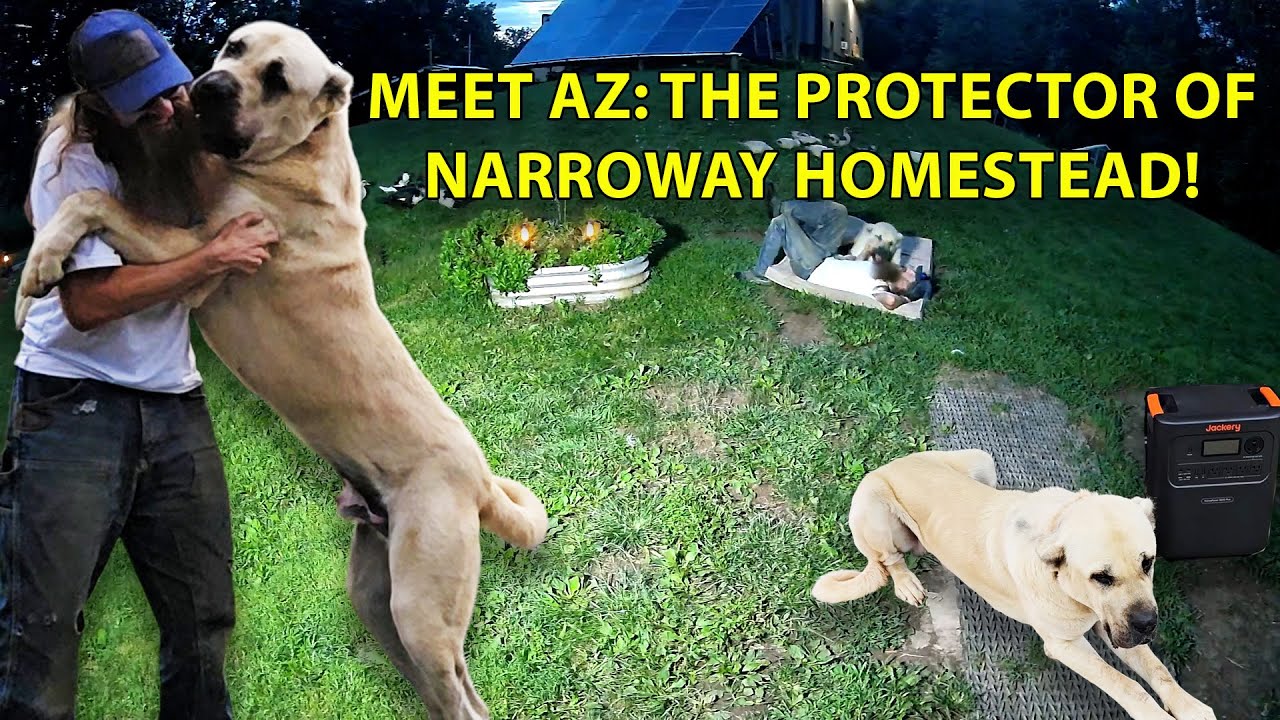 День из жизни Аризоны #narrowayhomestead #offgridlife #aslanddog #guardiandog