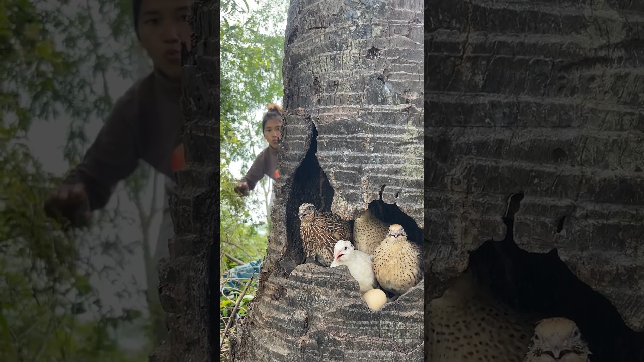 A girl found a quail nest and caught several quail