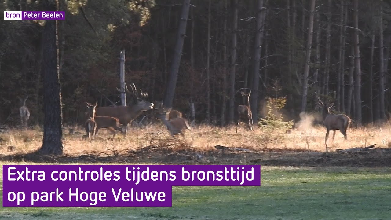Pottenkijkers op Hoge Veluwe verstoren hertenbronst