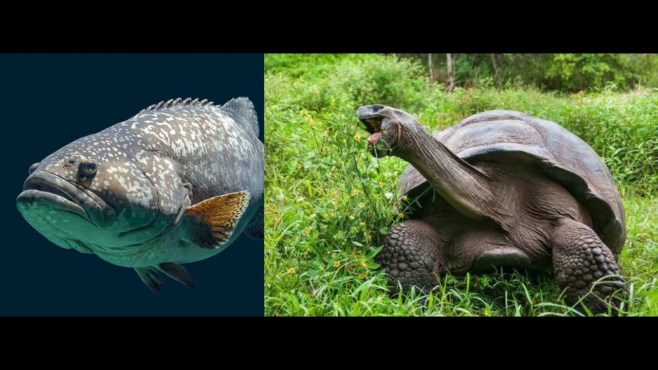 Groupers and Tortoises - The Edible Giants of Aldabra
