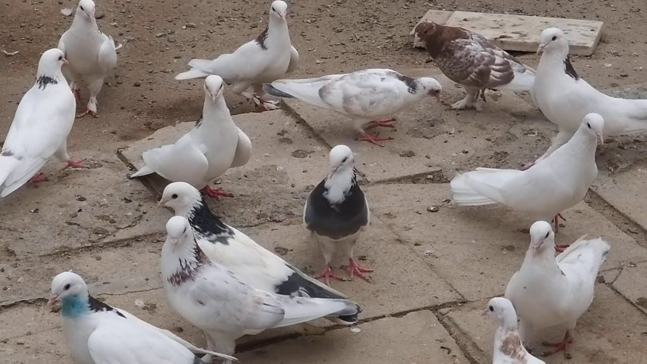 #BAKU #PIGEONS.  Голуби чемпиона  Этибара Бабаева в Баку!