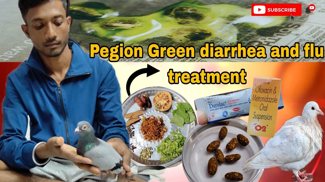 Pegion Green diarrhea and flu treatment⛑️. (💯% guaranteed result)