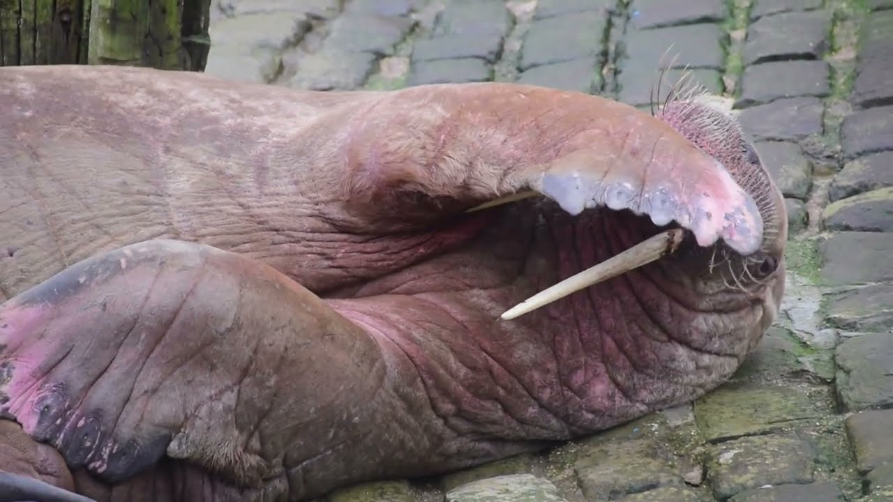 Thor the Arctic Walrus at Scarborough