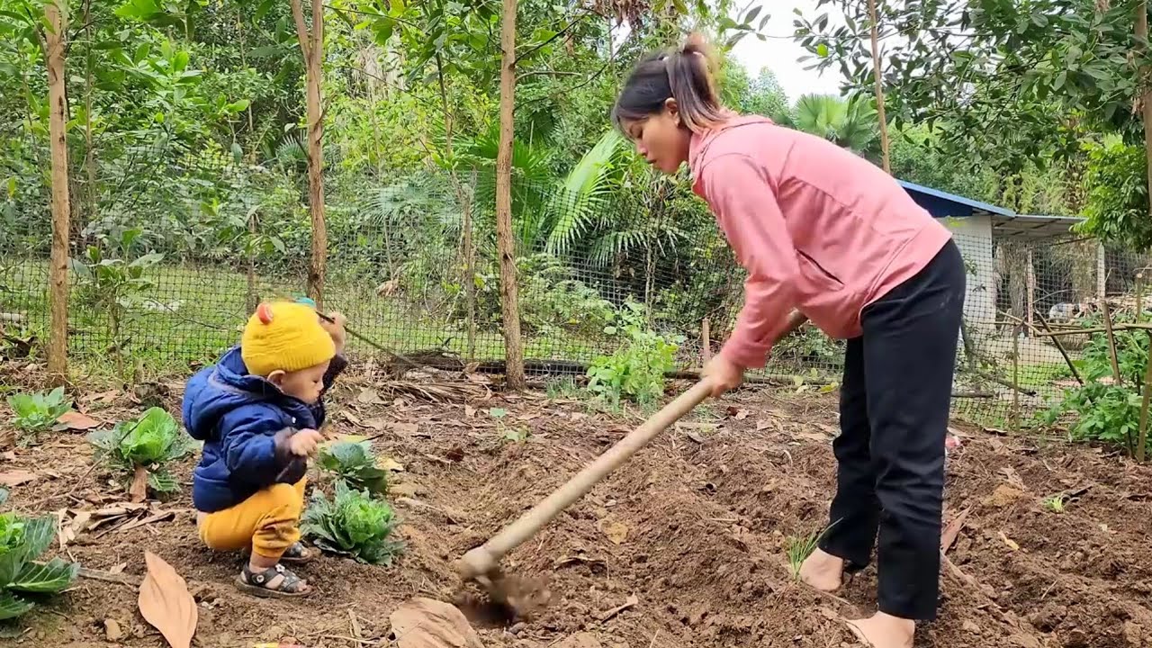 How to grow vegetables, grow bananas and harvest wild vegetables for sale