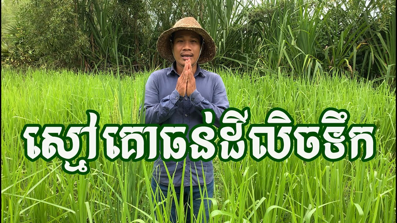 ស្មៅគោធន់ទឹកលិច អាចដាំក្នុងទឹក ក្នុងស្រែបាន | Paspalum Atratum