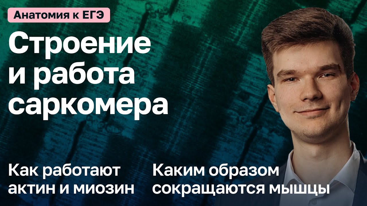 6.5. Строение саркомера | Анатомия к ЕГЭ | Георгий Мишуровский