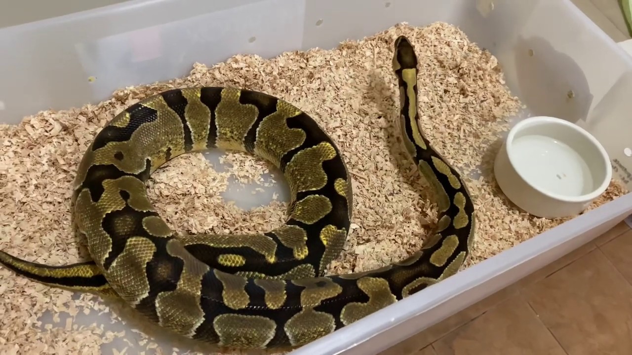 SNAKE EGGS!!! How to Prepare Egg Tubs and Incubate Ball Python Eggs