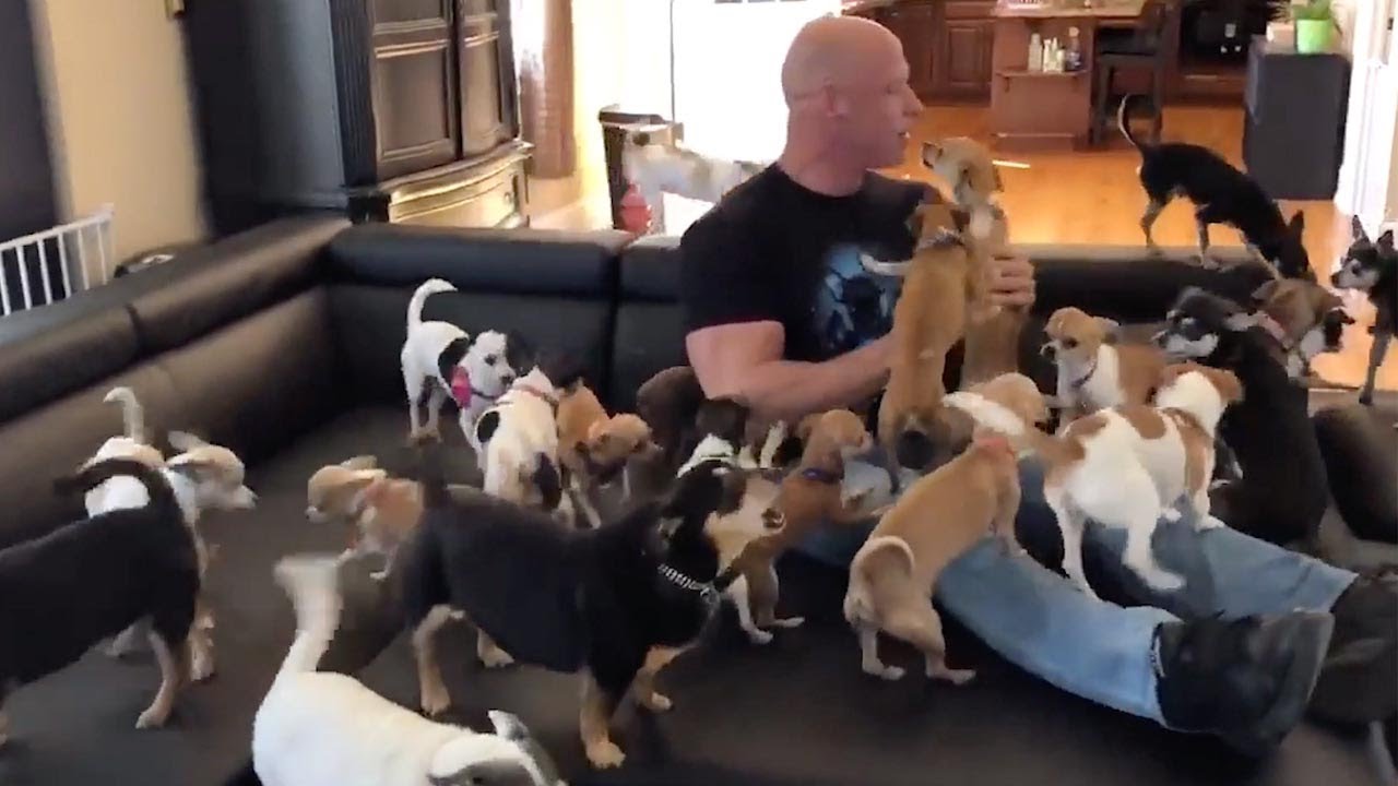 Man Lives With 95 DOGS! | Amazing Pawsome Pets