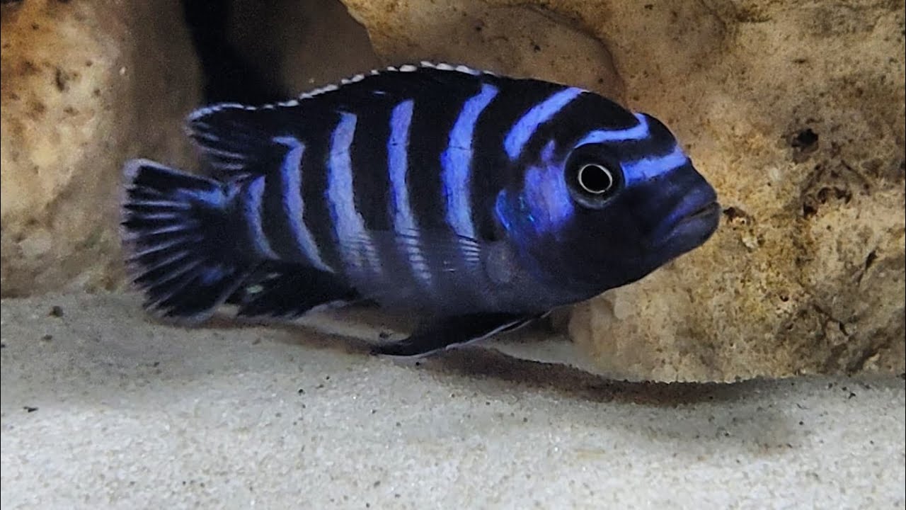 Malawi Aquarium- Vorstellung nach Neueinrichrung