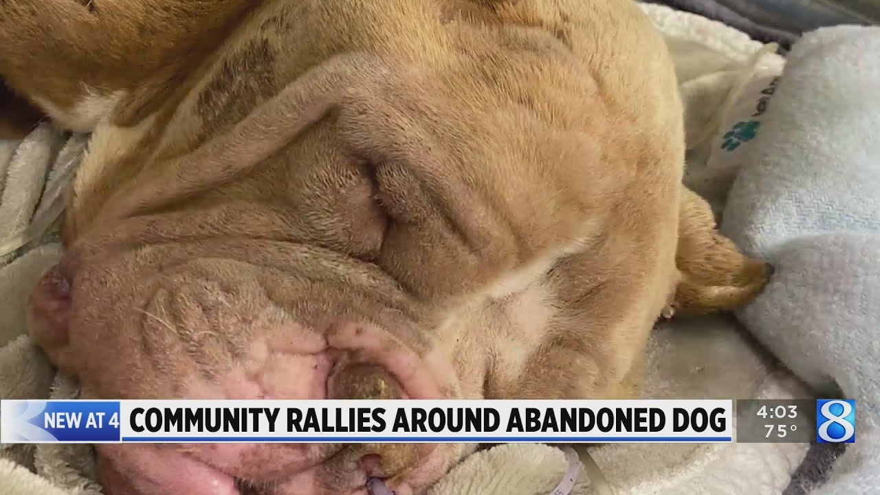 ‘A lot of love to give’: Community rallies around abandoned dog