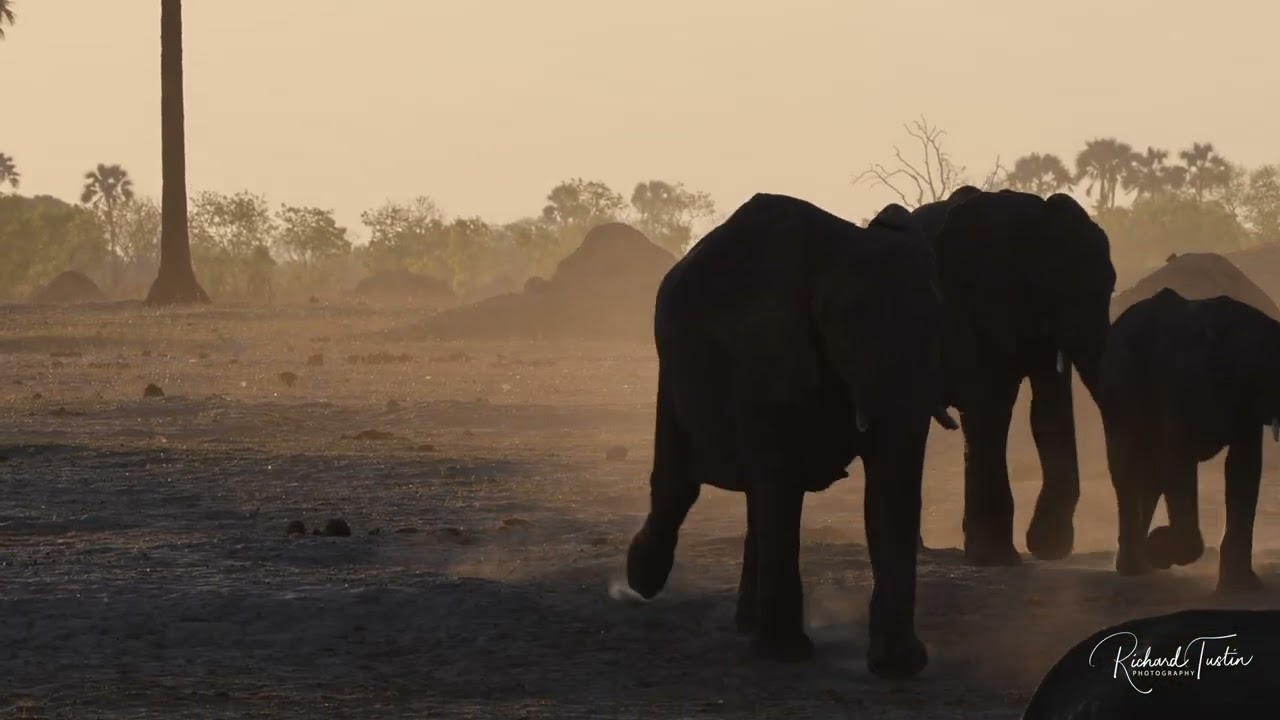 Elephants sunset approaching waterhole