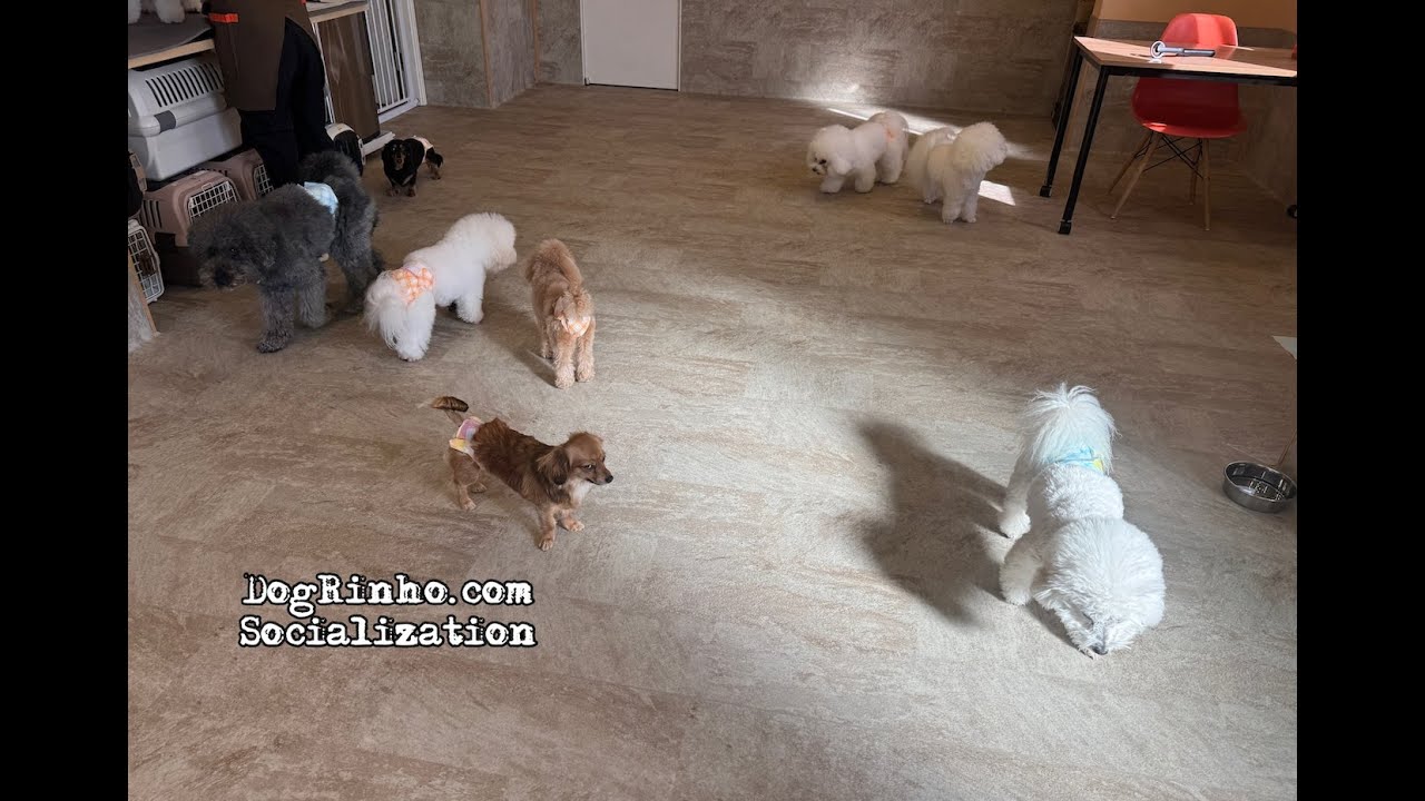 Dog daycare in Japan DogRinho 犬の保育園　20260120