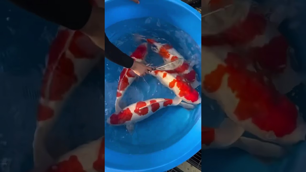 Monsters Kohaku