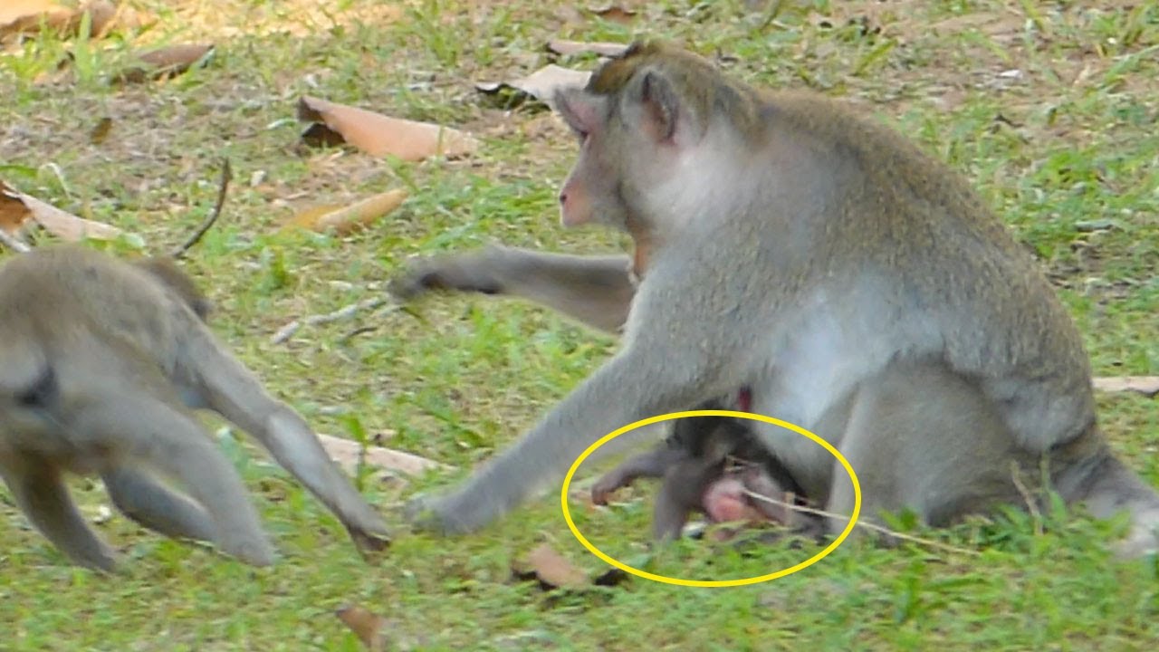 JANE Monkey So Long Temper And Why ANYA Not Afraid Walking Very Strong To Attempt Stealing!