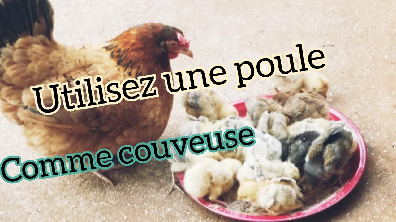 Comment utiliser une mère poule comme couveuse et avoir beaucoup de poussins? @lepetitelevagefk