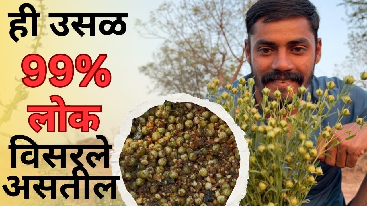 जवसाच्या बोंडाची उसळ