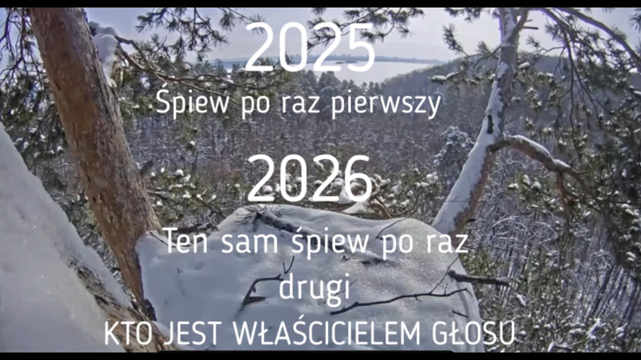 🤔Jak co roku o tej porze, tylko kto to?7.03.2026/Gniazdo bielika  w Parku Narodowym