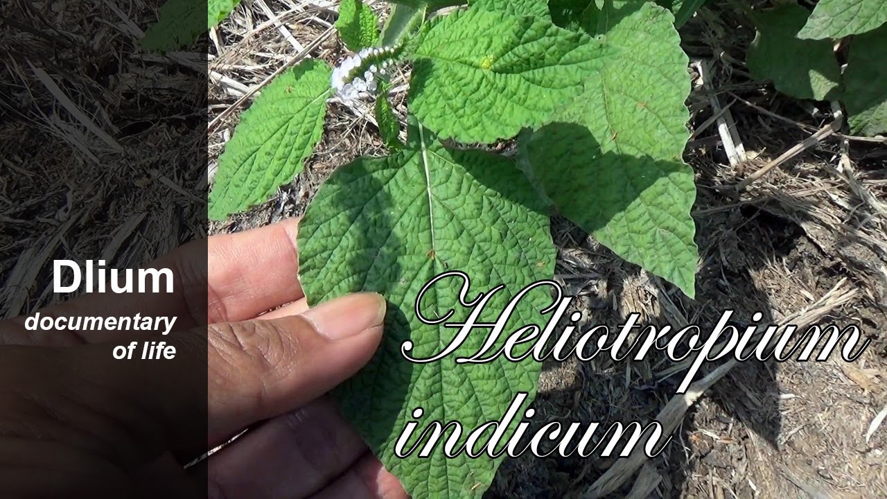 Indian heliotrope (Heliotropium indicum) - part 1