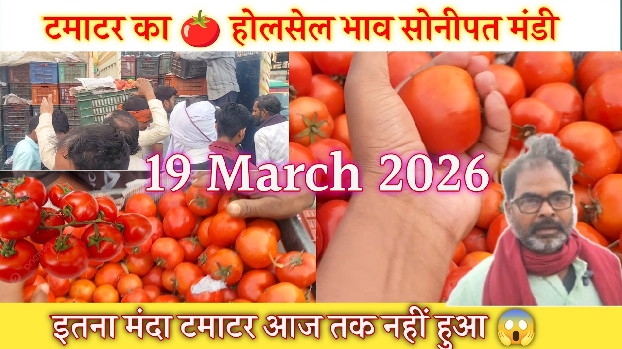 19 मार्च 2026 टमाटर का 🍅 होलसेल भाव सोनीपत मंडी | today Tomato rates wholesale in Sonipat Mandi