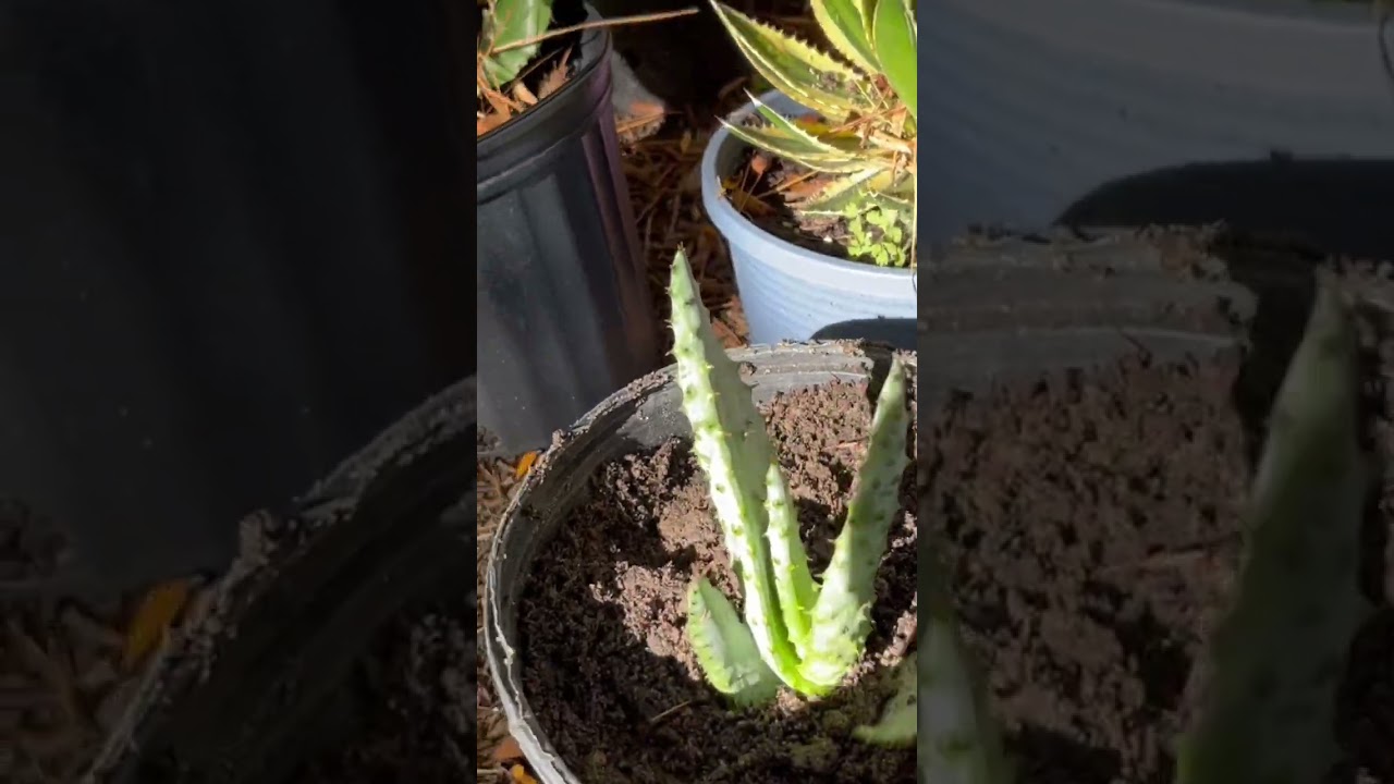 ALOE Crosby's Prolific