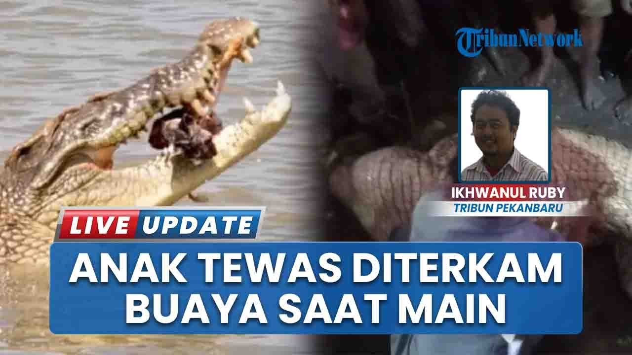 Bermain Sampan dengan Teman, Bocah di Rokan Hilir Tewas Diterkam Buaya, Warga Lakukan Pencarian