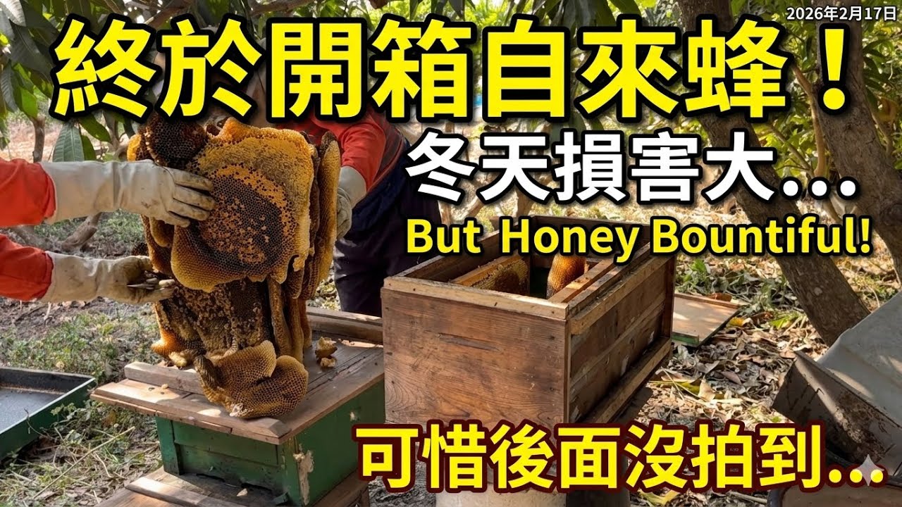 終於開箱「自來蜂」了，封蓋蜜還蠻多的，可惜後面沒拍到！2026年2月17日