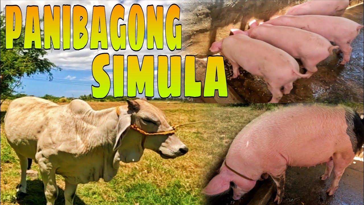 EP576:PART2-BINISITA NAMIN ANG MGA ALAGA NAMING MGA ISDA 