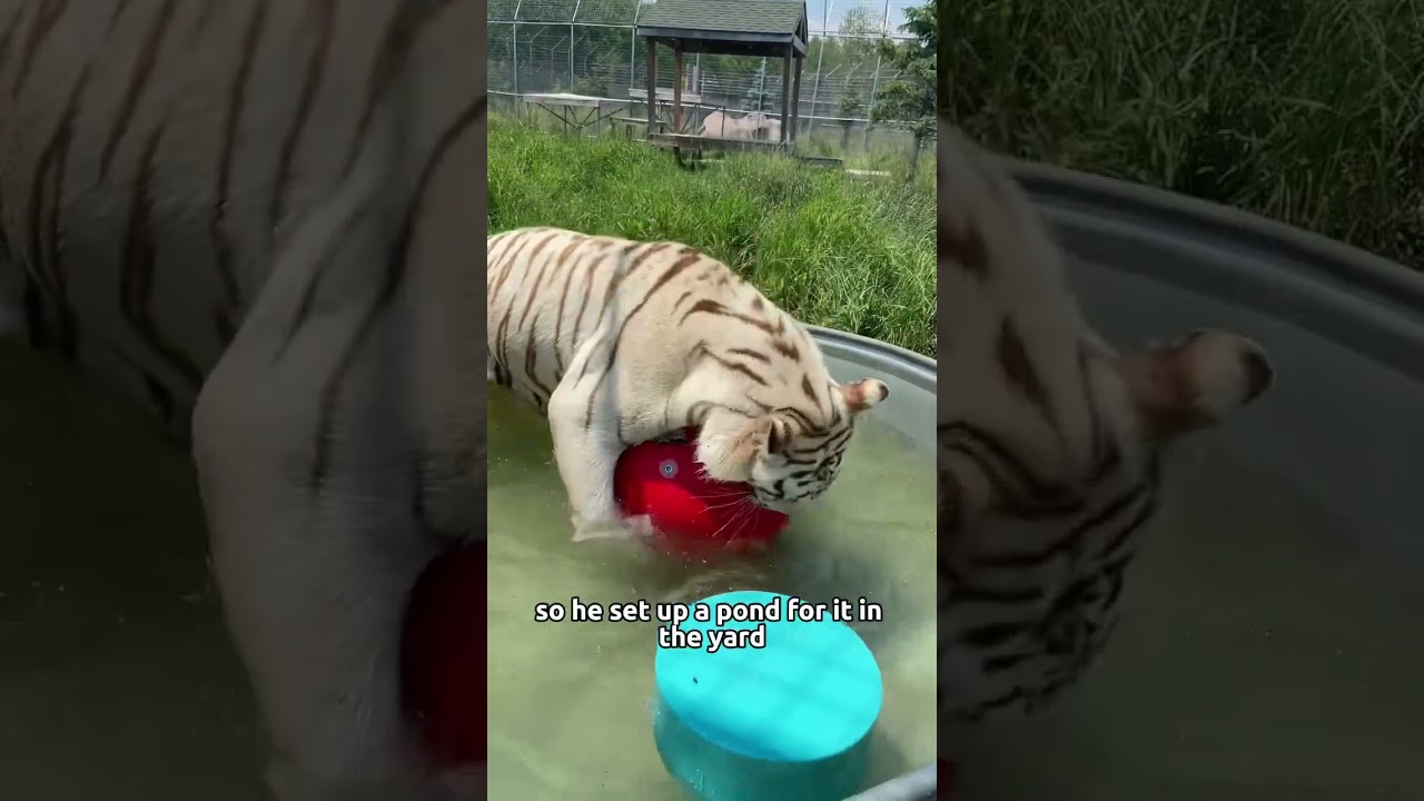 The white tiger gave the man a child