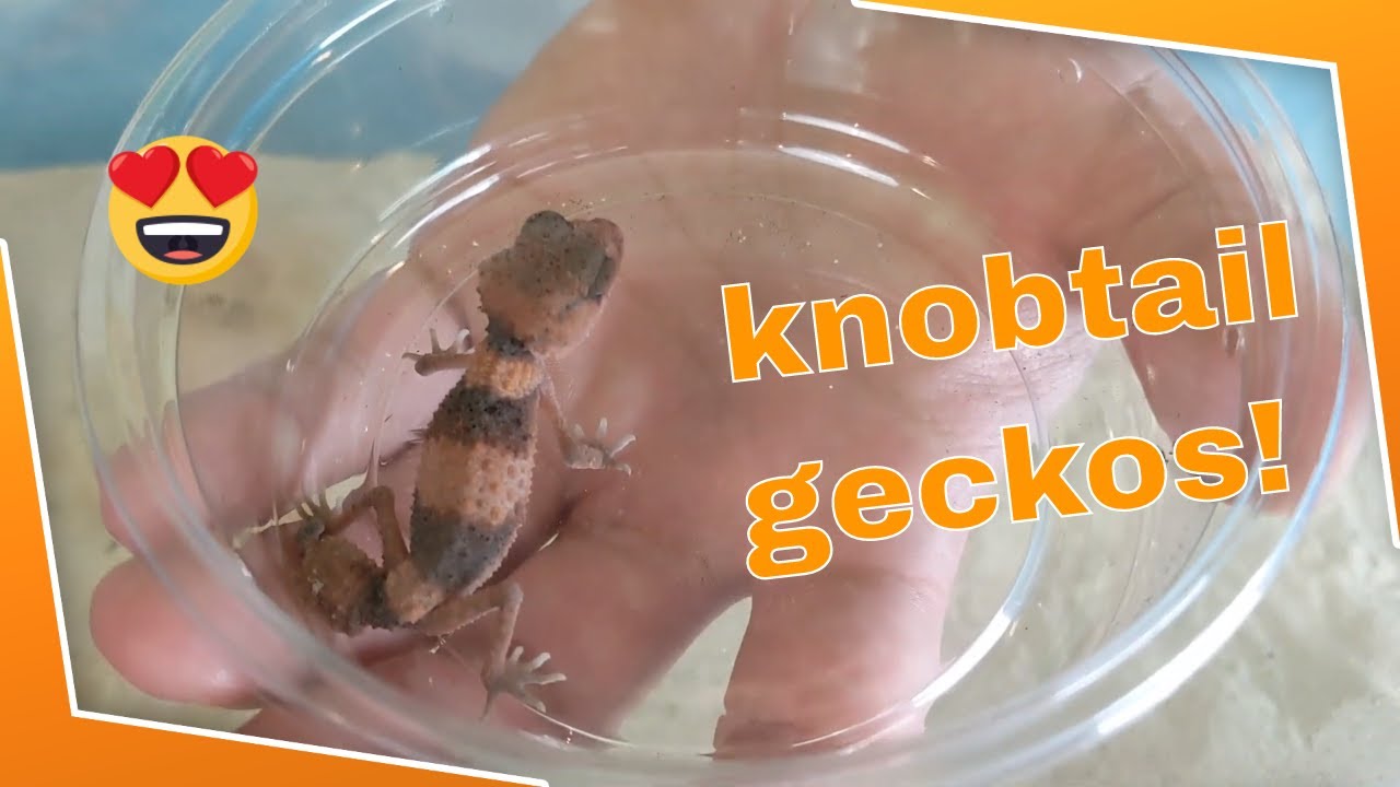 Knobtail Geckos! Care & 4 different species!