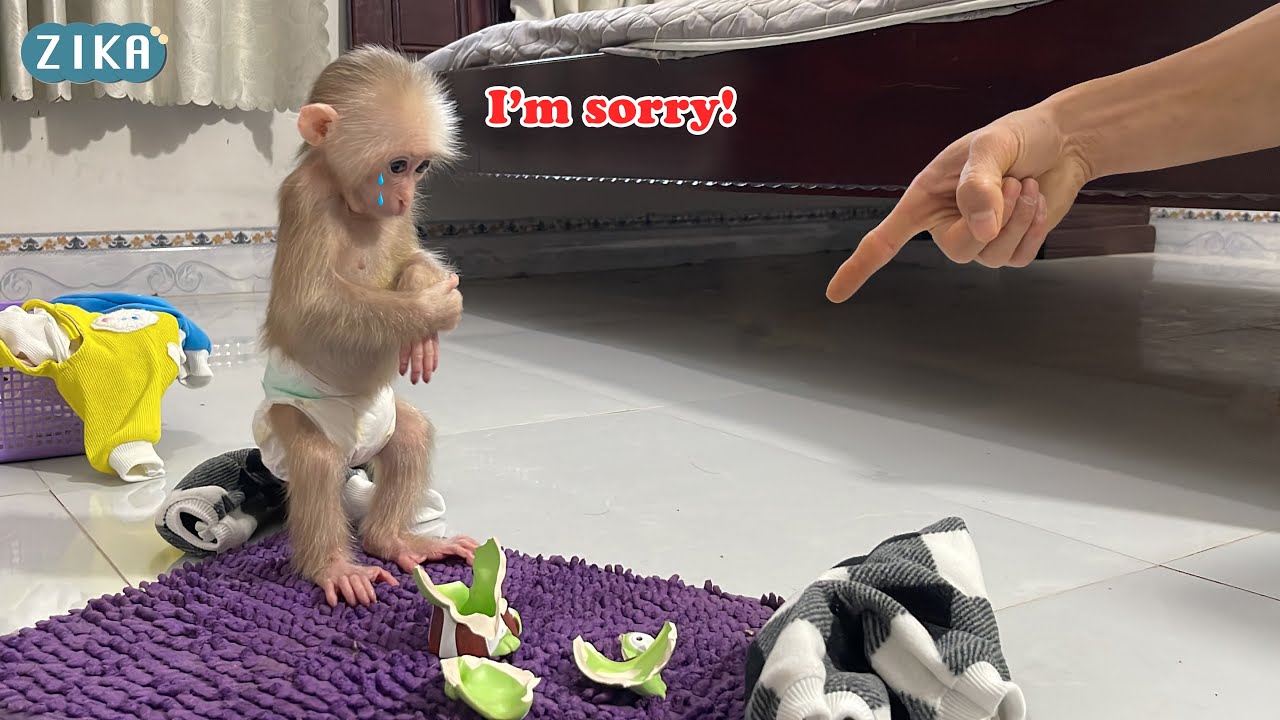 OMG!!! Baby monkey Zika accidentally broke his uncle's precious ceramic vase!