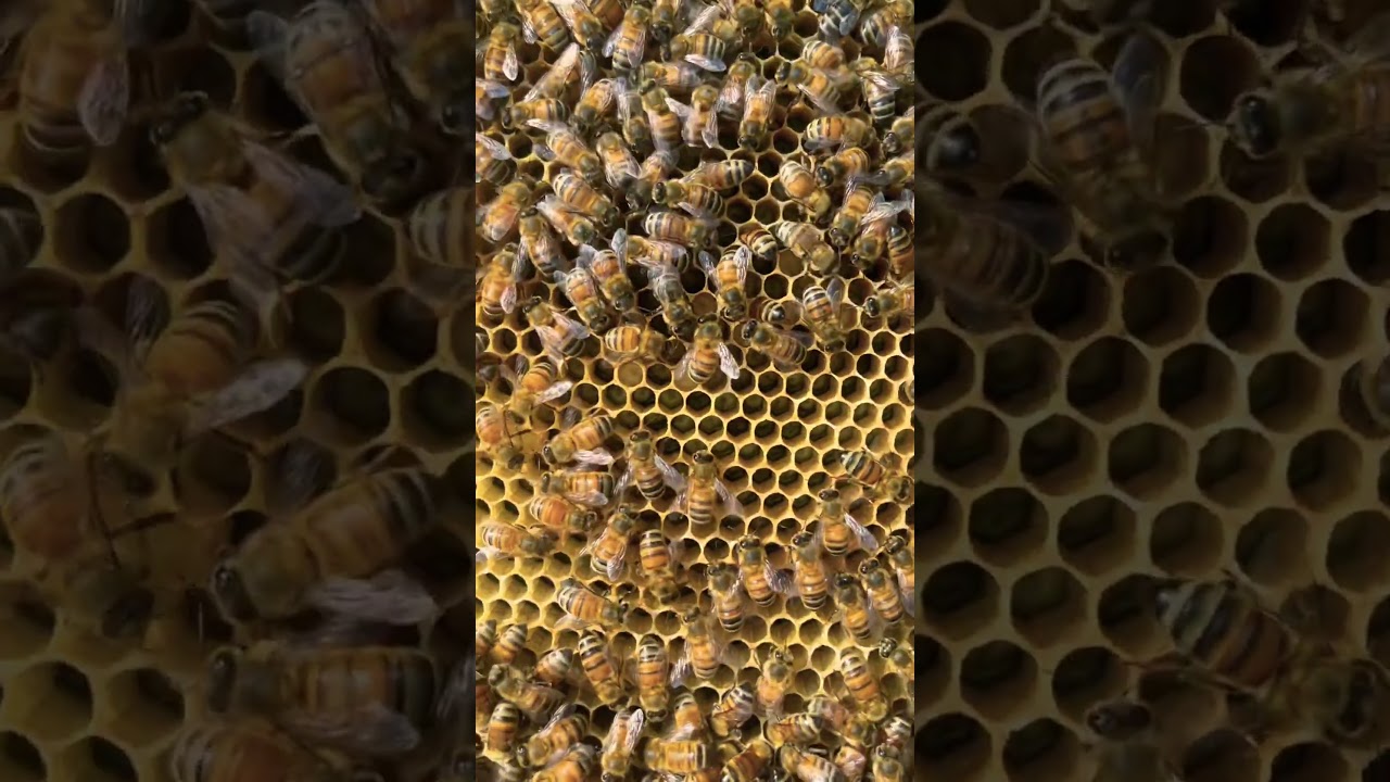 Honeybee larva #honeybee #bee #queenbee #localhoney #beekeeper #layingqueen