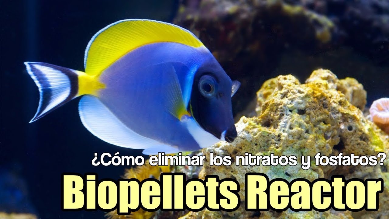 ¿Cómo eliminar los nitratos fosfatos? biopellets Reactor de Bulk Reef  - Mi acuario marino - Cap. 4