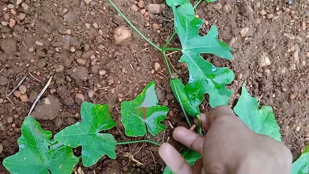 దొండకాయ నాలుగో కోత కోస్తున్న ivy gourd harvesting fourth time