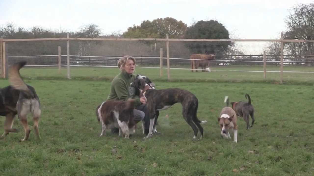 Rescued Dogs at Hillside Animal Sanctuary...
