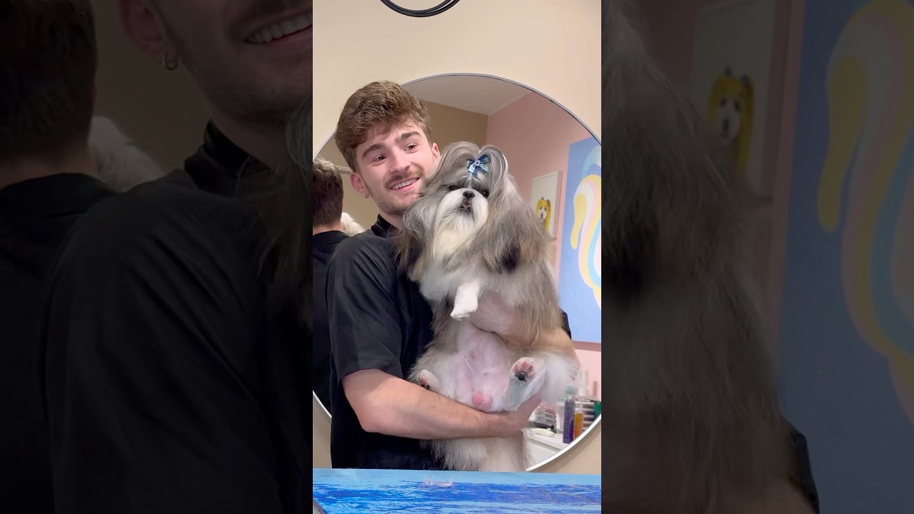 The hairiest shihtzu