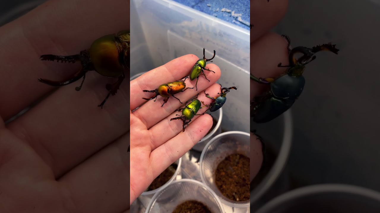 New Guinea Stag beetles