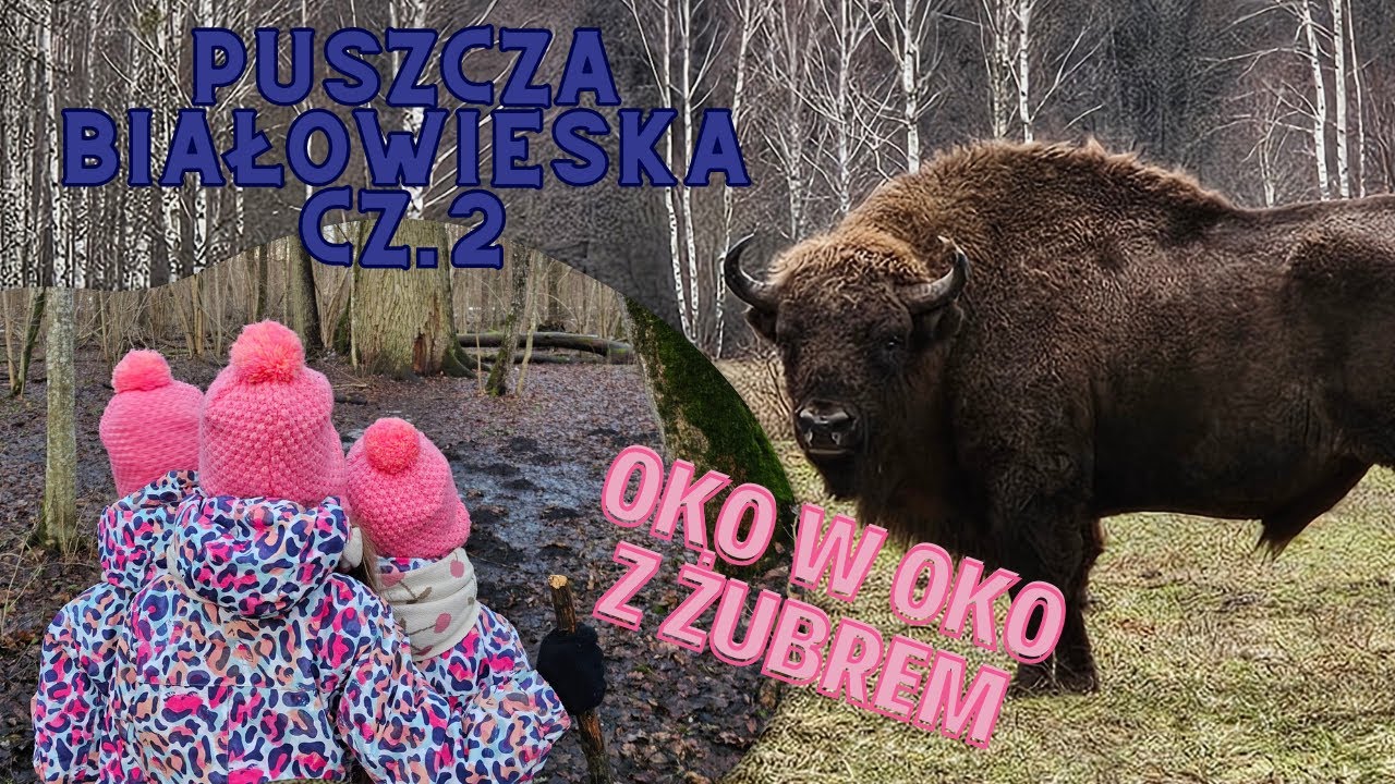 Oko w oko z dzikim żubrem | Żebra Żubra | Nieproszony gość | Puszcza Białowieska cz.2