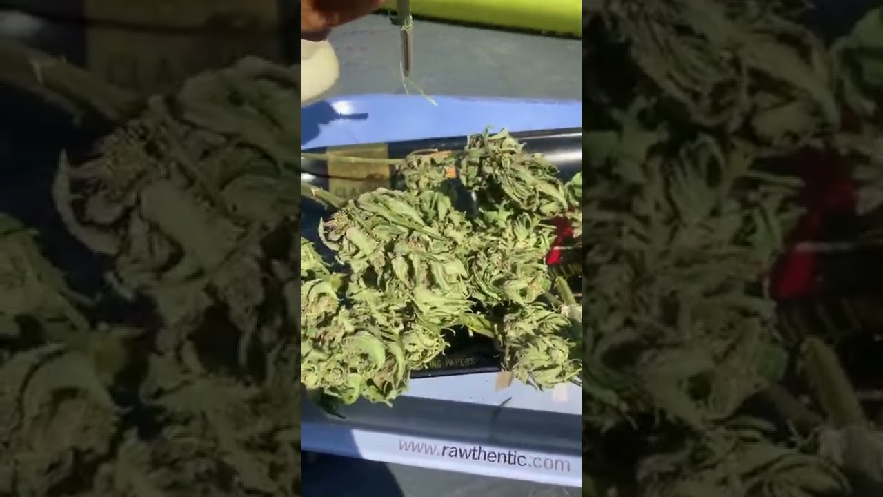 Uk gorilla grown dosidos auto b4 trim  Real gorilla seeds