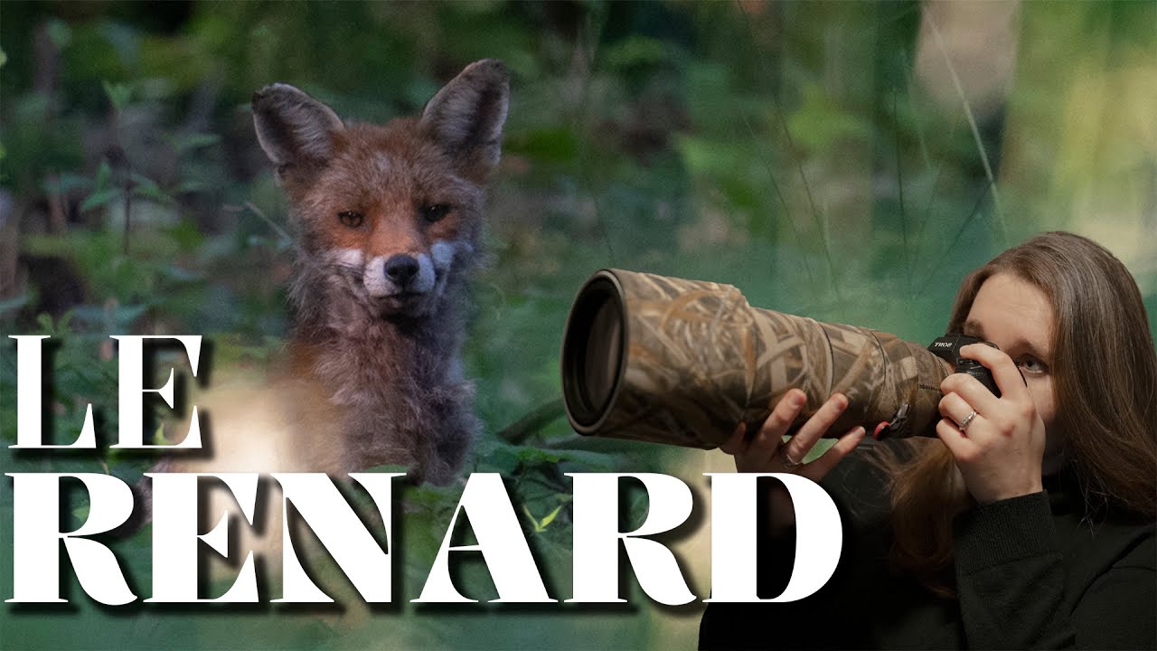 MA DERNIÈRE RENCONTRE AVEC LE RENARD