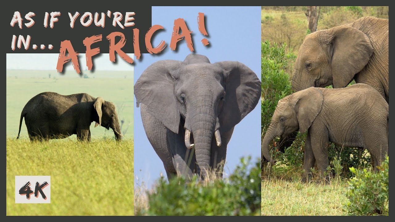 Virtual Wildlife Encounter! 4K Cinematic Safari Tour of ELEPHANTS in their Natural Habitat (1 Hour)