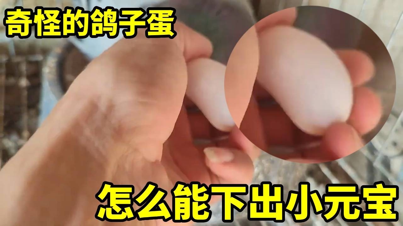 奇了怪了，两只鸽子怎么能下出这样的🥚？这到底是元宝还是肾？真的能付出小鸽子来吗？✦俏鴿✦