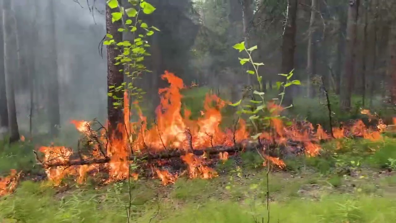 Firing Operation - Bonanza Creek Fire - July 3, 2025
