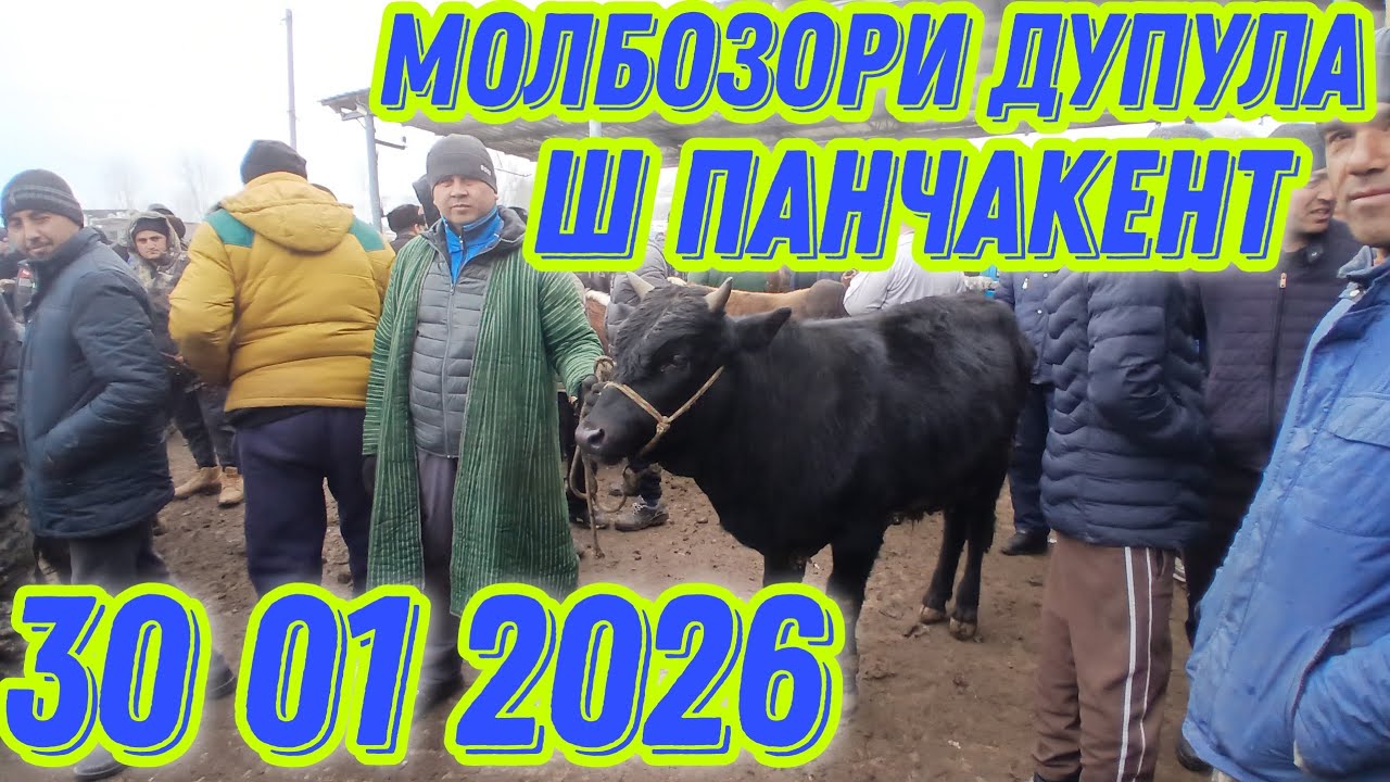 МОЛБОЗОРИ ДУПУЛА Ш ПАНЧАКЕНТ 30 01 2026