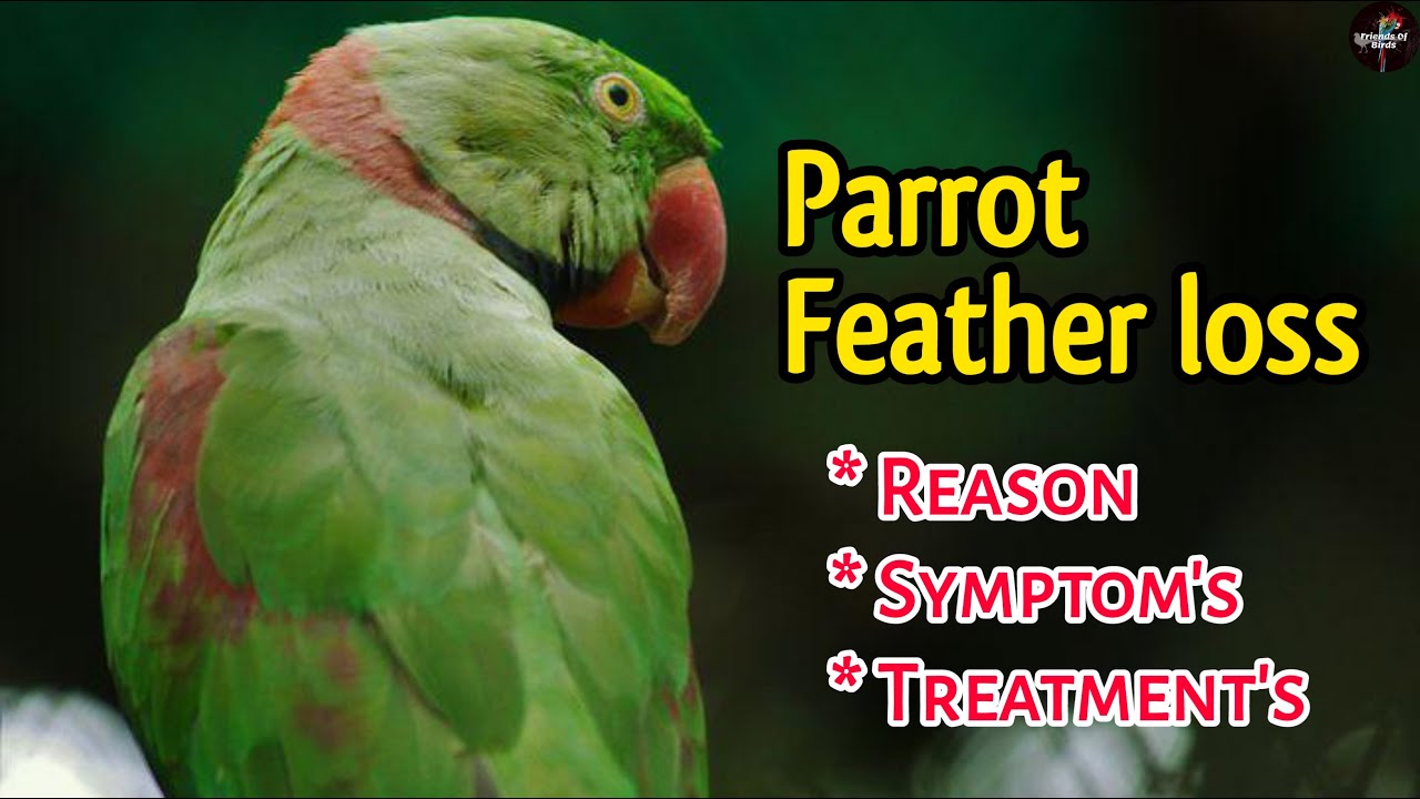 Parrot feather loss treatment / parrot feather loss treatment in Tamil / parrot feather plucking /