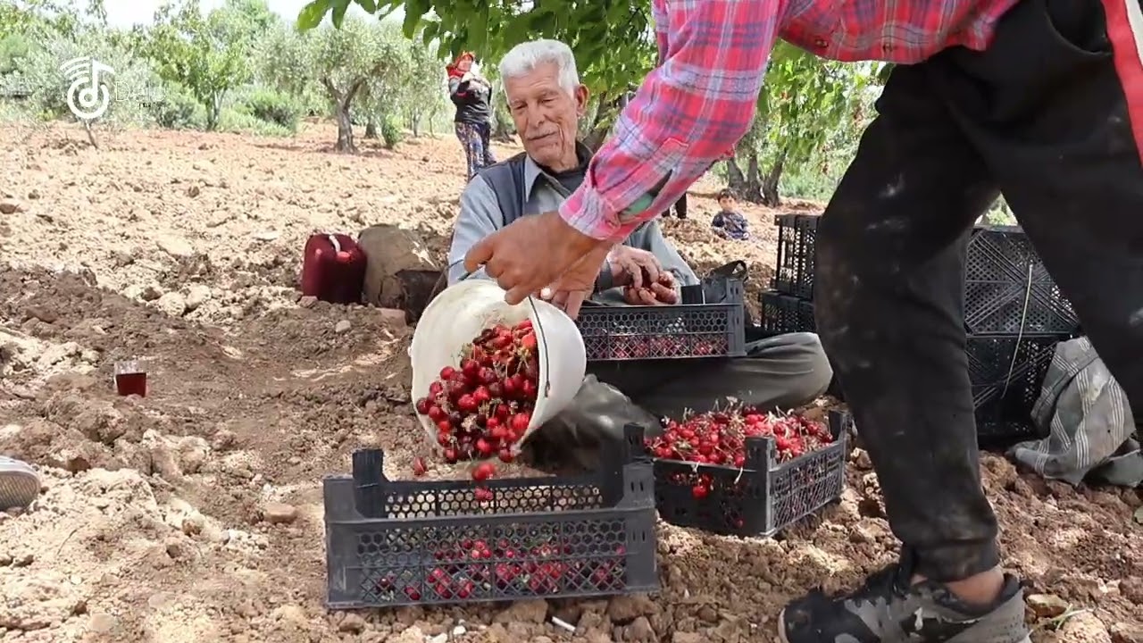بدء قطف موسم الكرز في قرية بللكو
